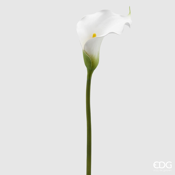 CALLA WEST RAMO H65 D12