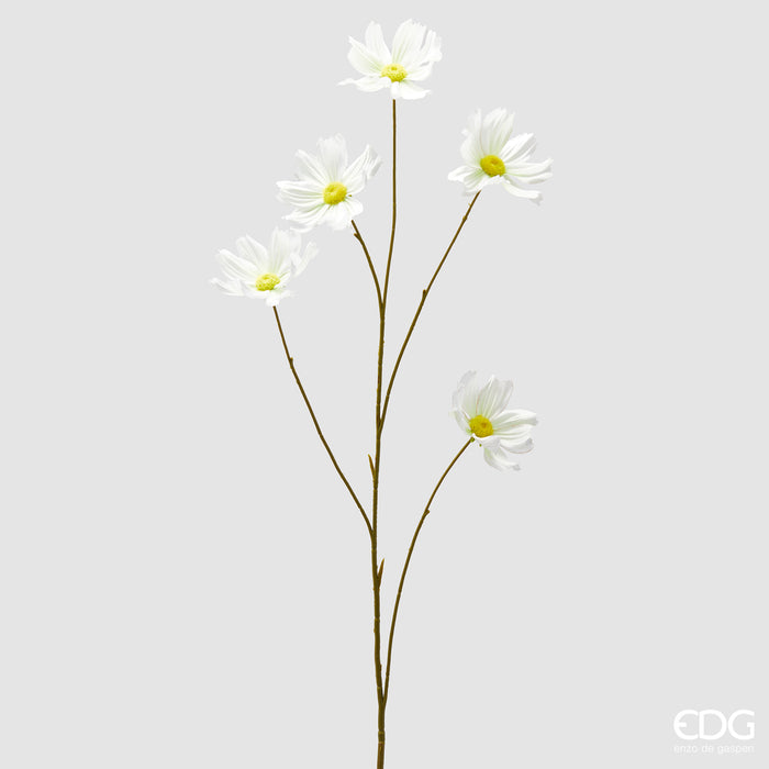 Ramo di Cosmos EDG