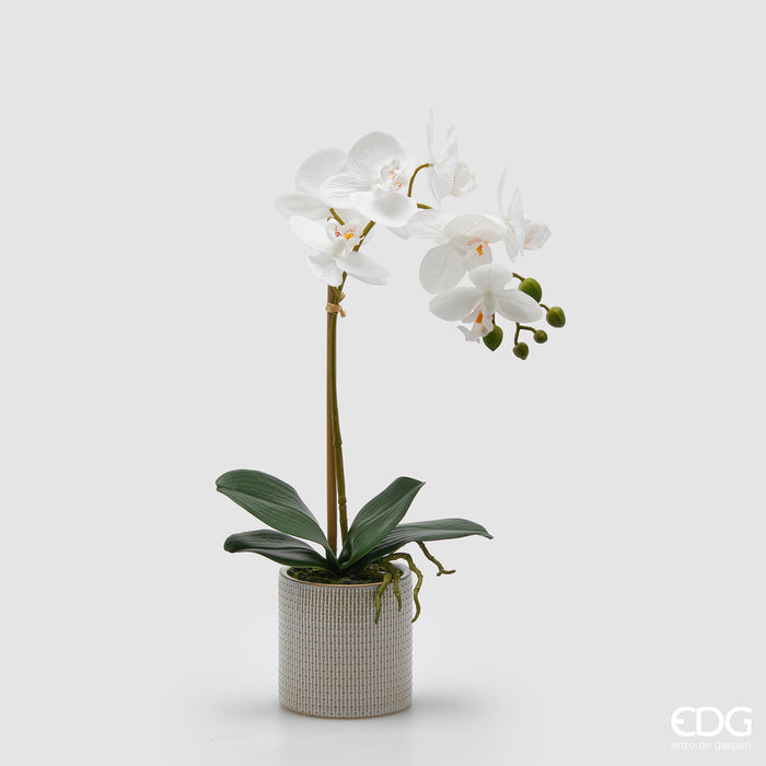 Orchidea Phalaenopsis con vaso EDG