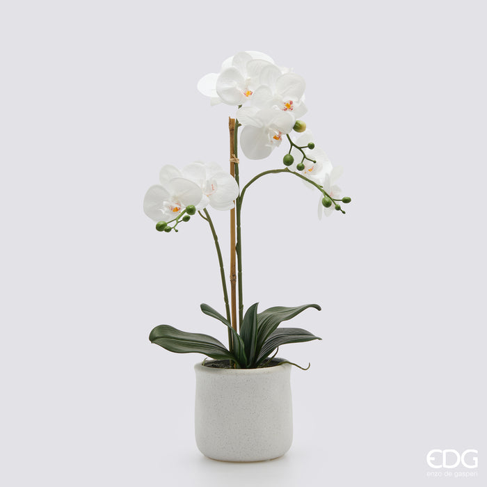 Orchidea Phalaenopsis tre rami con vaso EDG