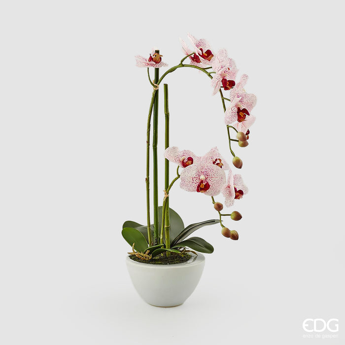 Orchidea Phalaenopsis con vaso in ceramica EDG