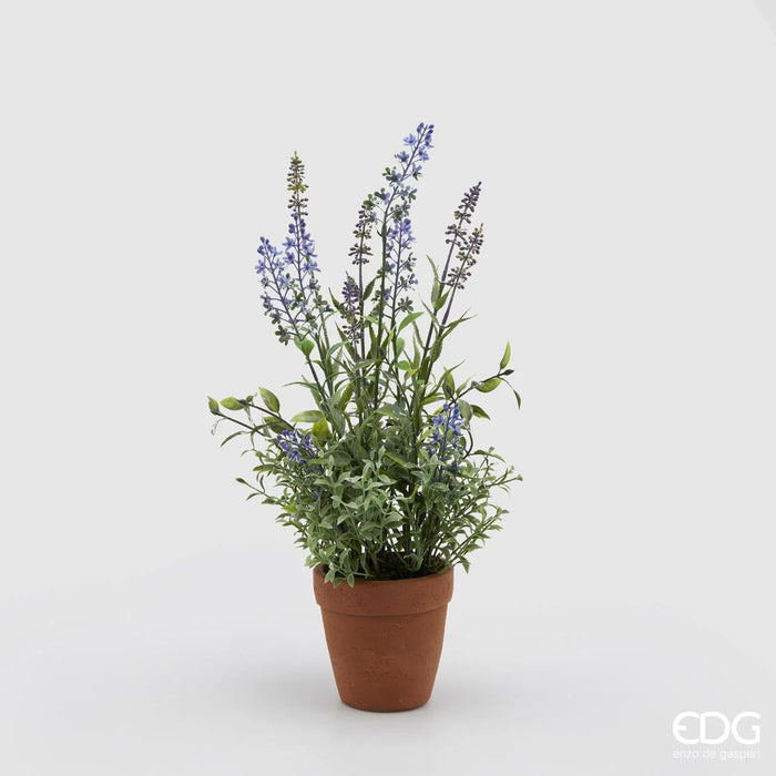 LAVANDA WEST C/VASO COTTO (2ASS)