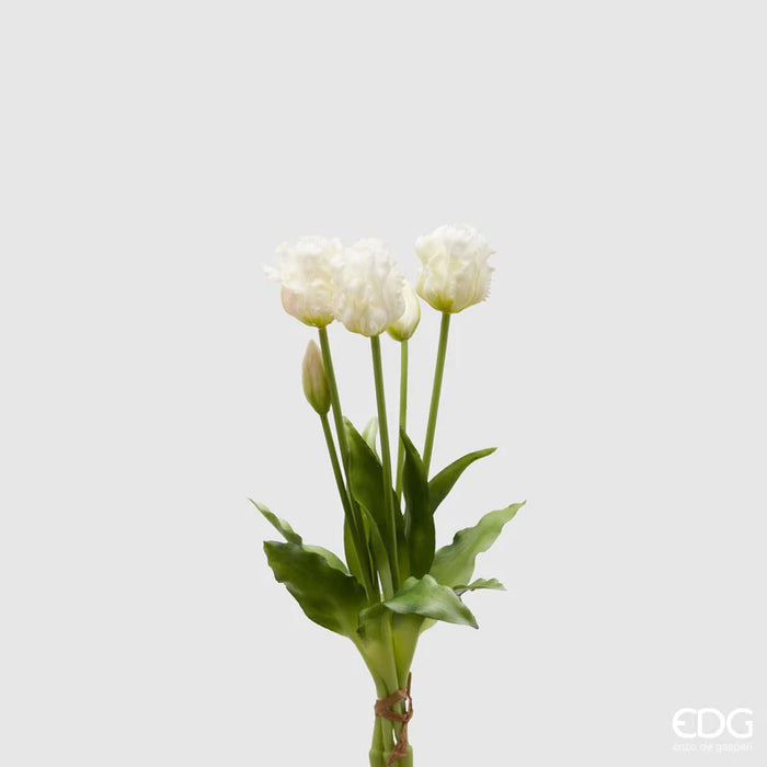 TULIPANO OLIS FRANGE H40 (2COLORAZIONI)