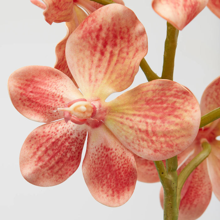 Orchidea cespuglio EDG