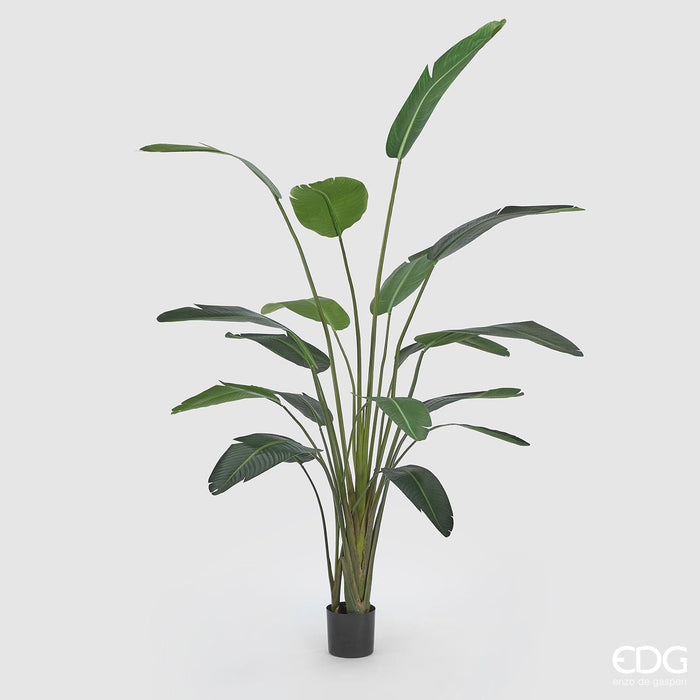 STRELITZIA CHIC C/VASO H180
