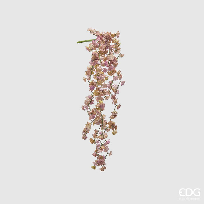ECHEVERIA OLIS CADENTE ROSA H44