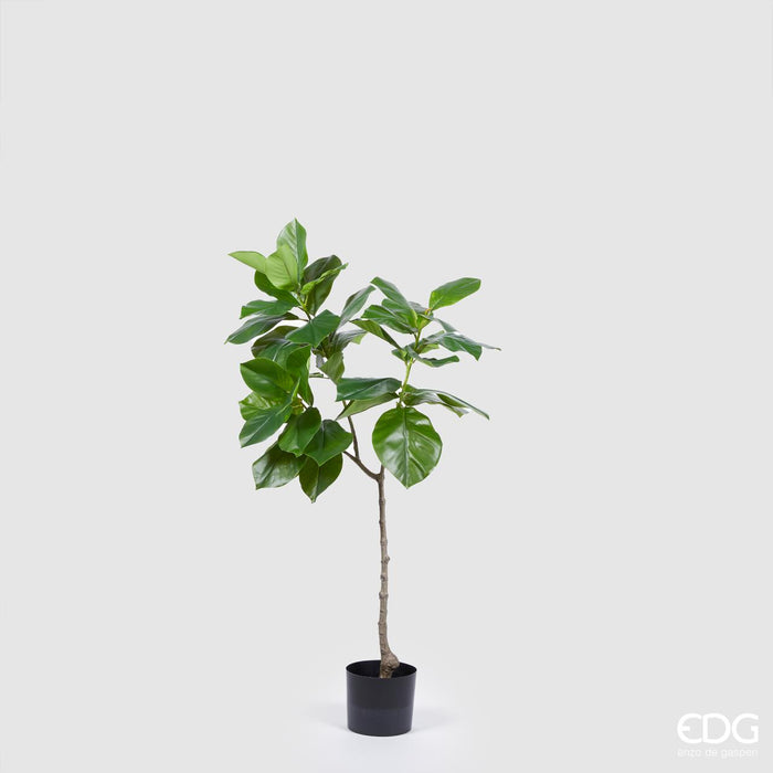 FICUS CHIC PIANTA X3RAMI H120