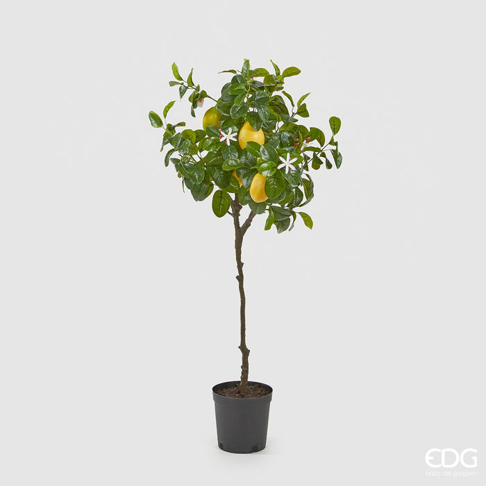 LIMONE DUKE C/VASOPVC