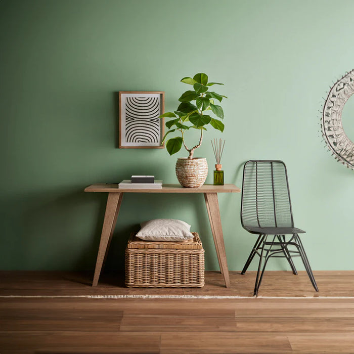 FICUS CHIC PIANTA X2 RAMI H90