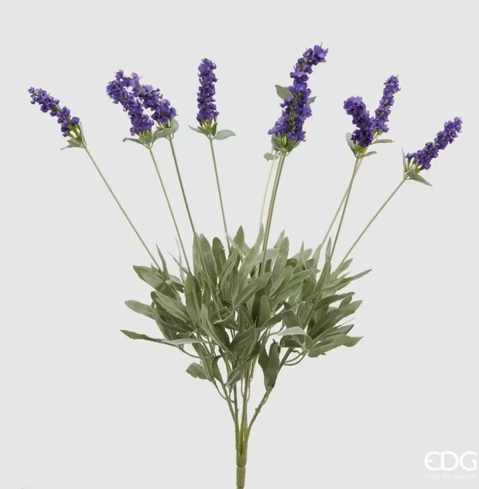 CESPUGLIO LAVANDA x10FIORI H52