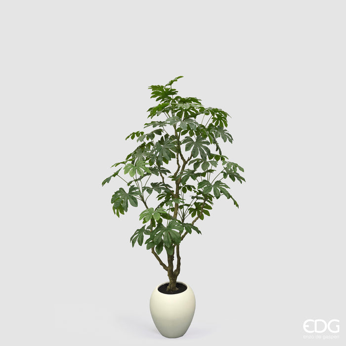 Aralia Vogue con vaso