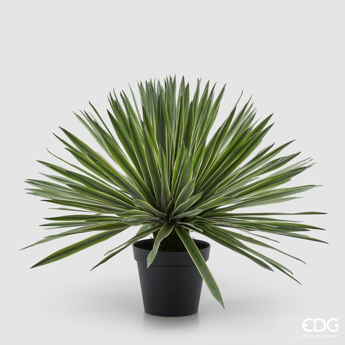 Agave con vaso