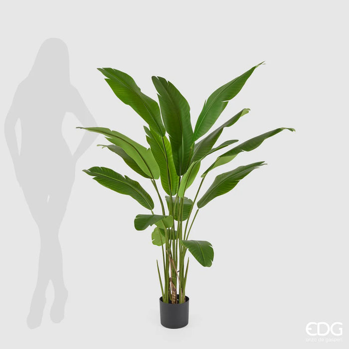 Strelitzia con vaso