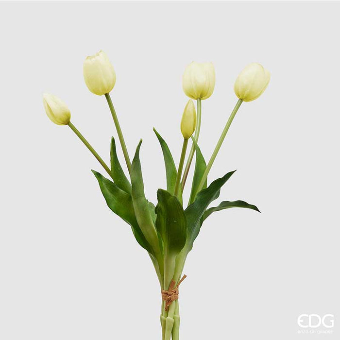 TULIPANO OLIS MAZZO 5PZ H40 (10ASS)