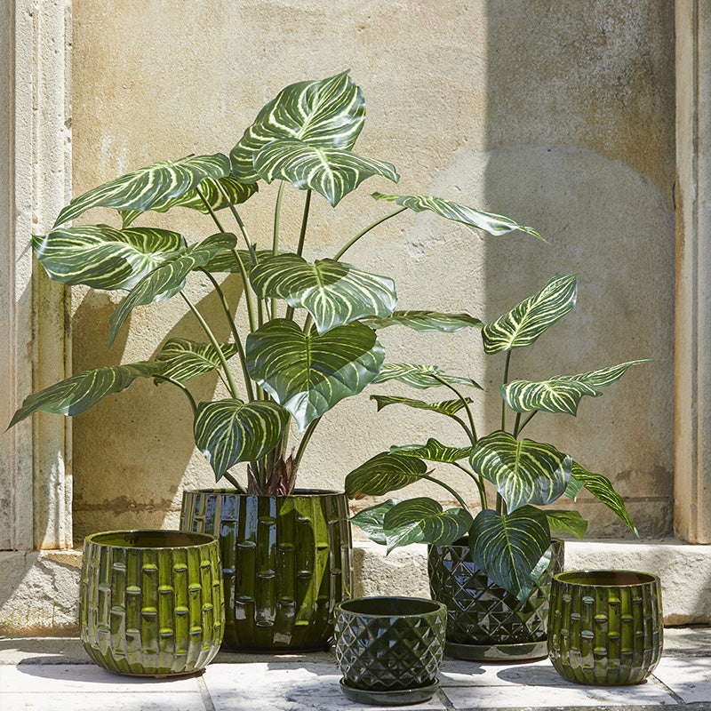 Piante, fiori e vasi