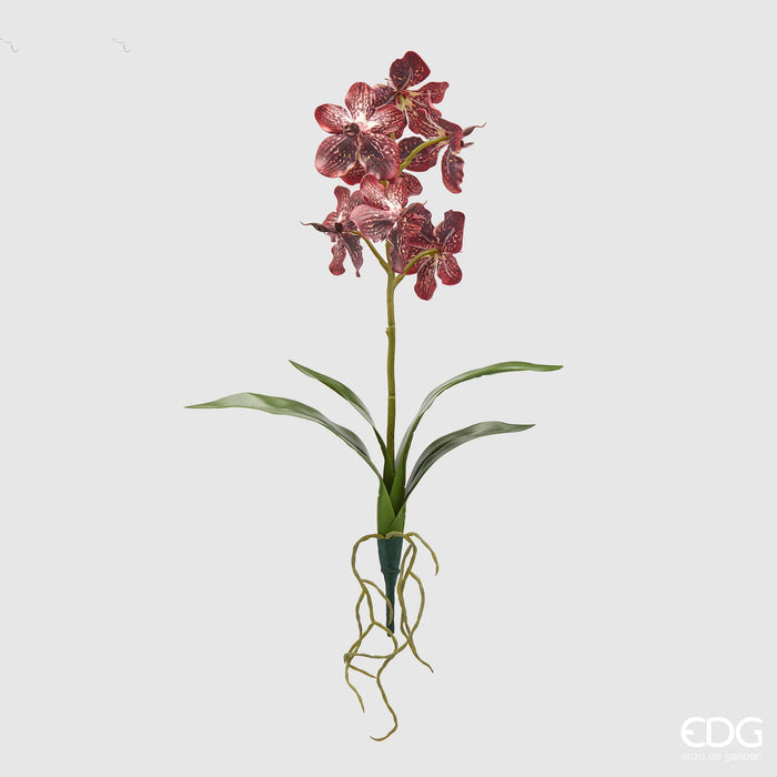 Orchidea cespuglio EDG