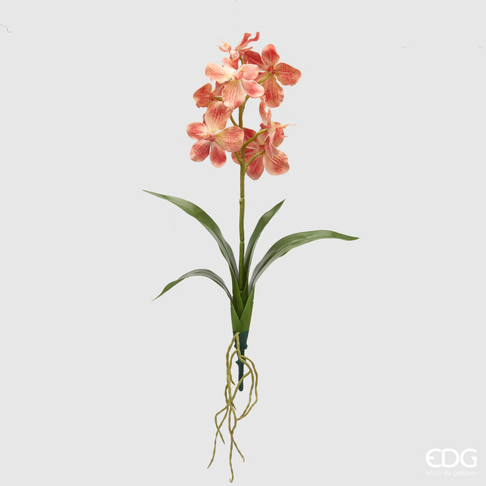 Orchidea cespuglio EDG