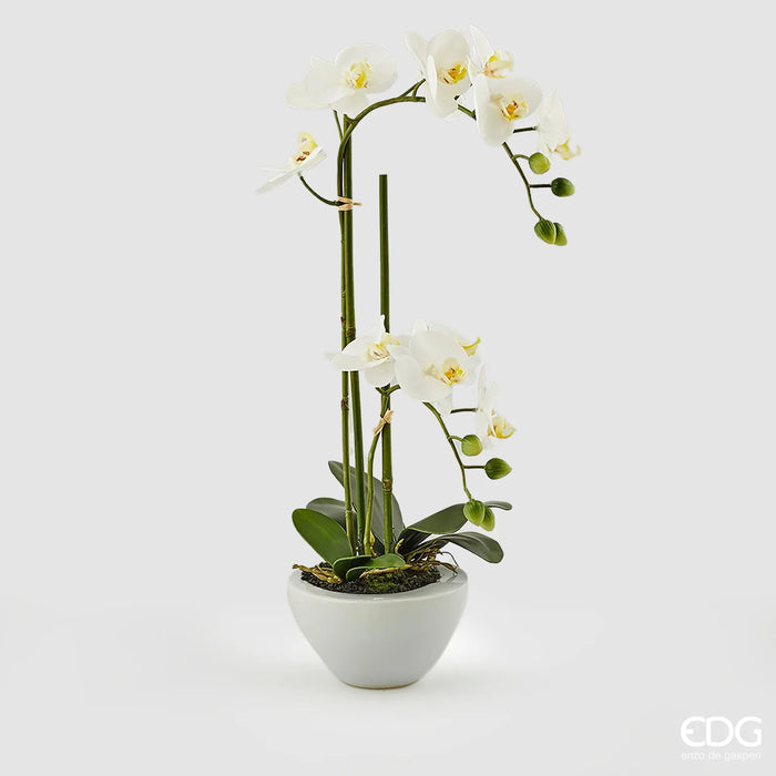 ORCHIDEA PHAL. REAL X2RAMI C/VASO H50 (3ASS)