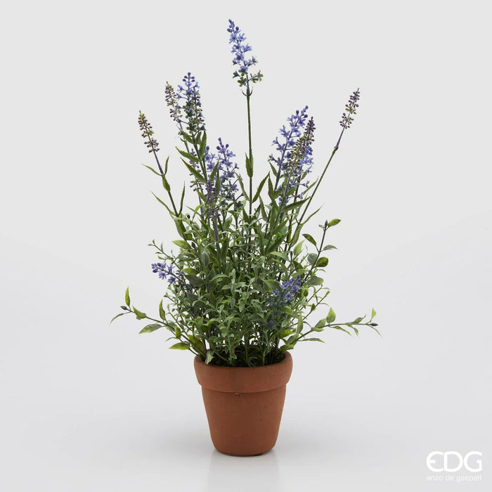LAVANDA WEST C/VASO COTTO (2ASS)