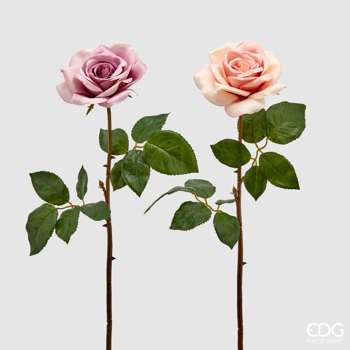 ROSA ROYAL RAMO H55