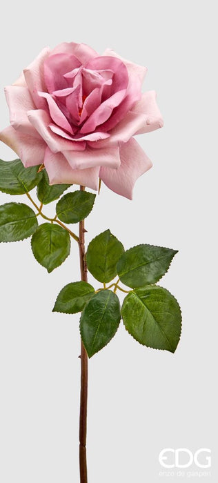 ROSA ROYAL APERTA H56