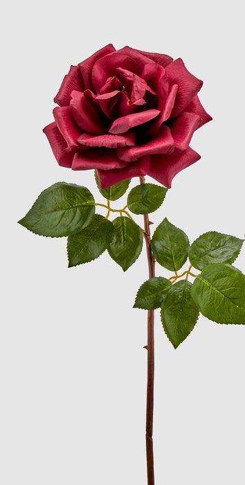 ROSA ROYAL APERTA H56