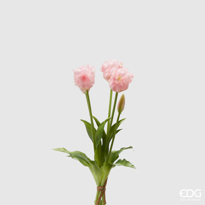 TULIPANO OLIS FRANGE H40 (2COLORAZIONI)