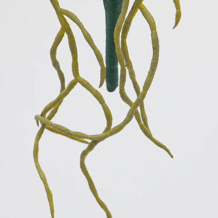 Orchidea cespuglio EDG