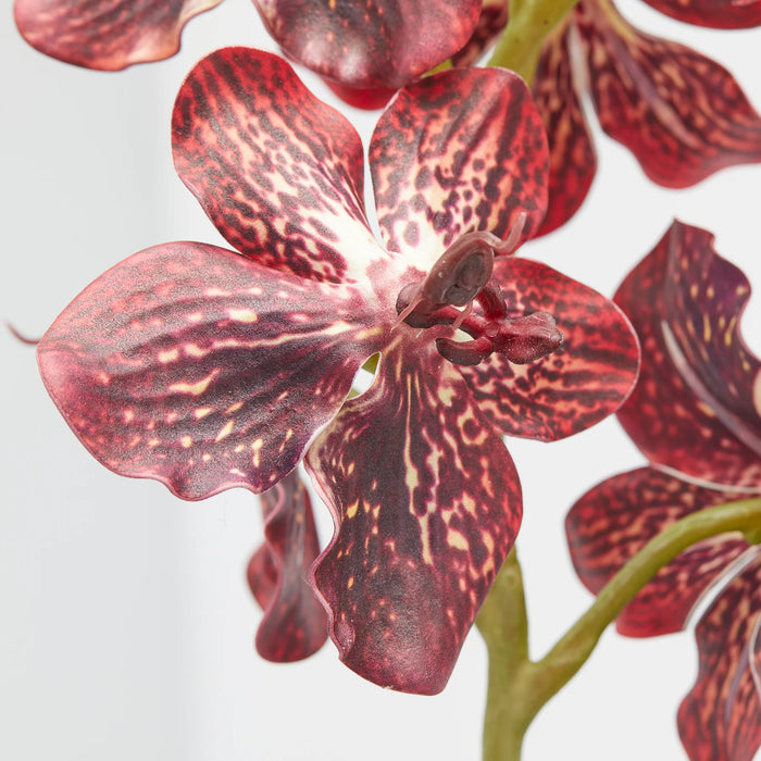 Orchidea cespuglio EDG