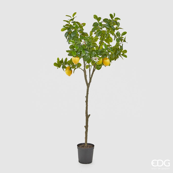 LIMONE DUKE C/VASOPVC
