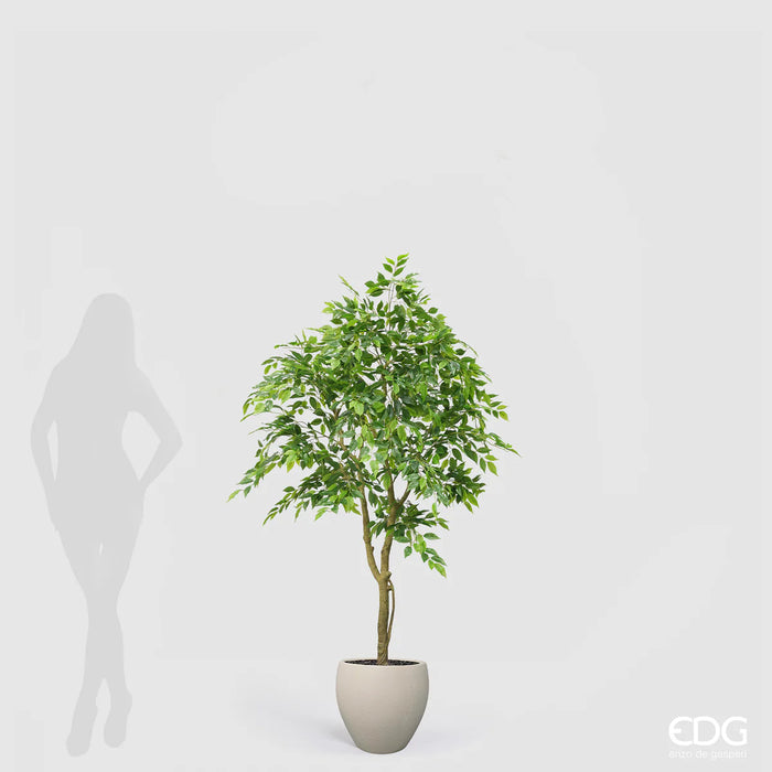 Ficus Beniamino Vogue con vaso