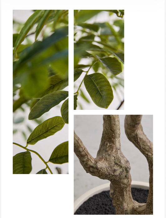 Aralia Vogue con vaso