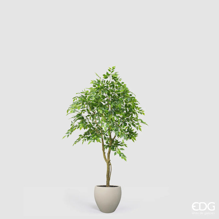 Ficus Beniamino Vogue con vaso