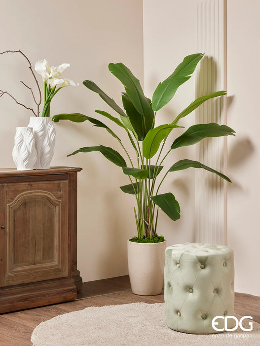 Strelitzia con vaso