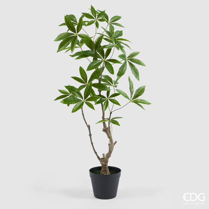 EDG Enzo De Gasperi Pachira Artificiale con Vaso