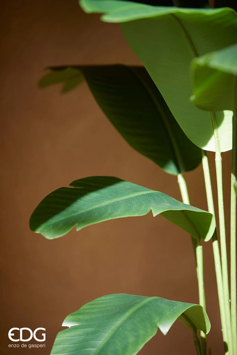 Strelitzia con vaso