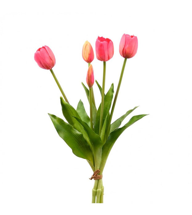 TULIPANO OLIS MAZZO 5PZ  H40 (10ASS)