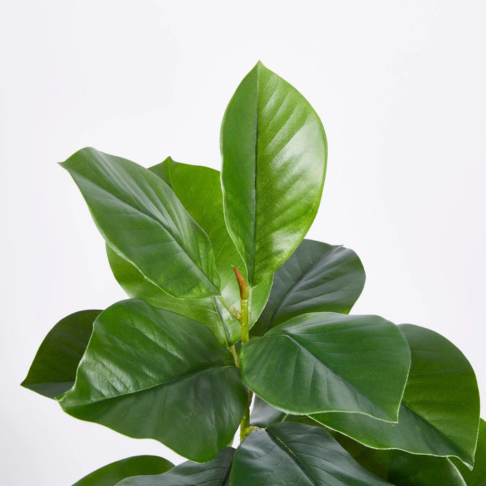 FICUS CHIC PIANTA X3RAMI H120