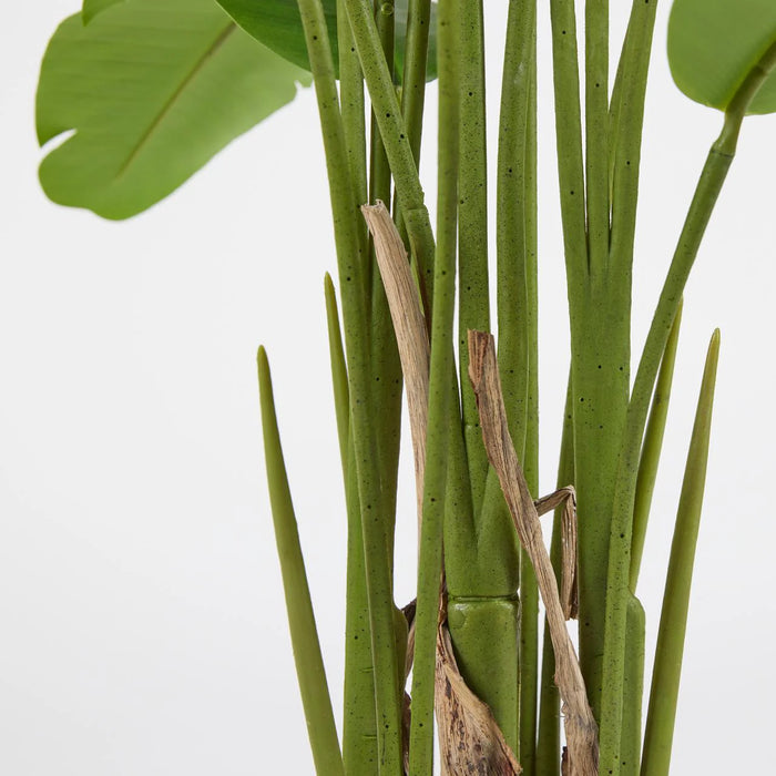 Strelitzia con vaso