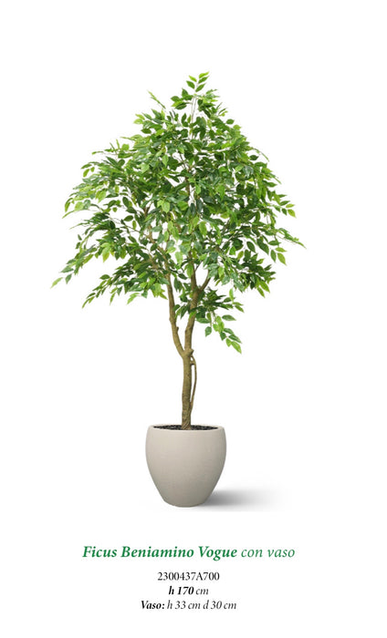 Ficus Beniamino Vogue con vaso