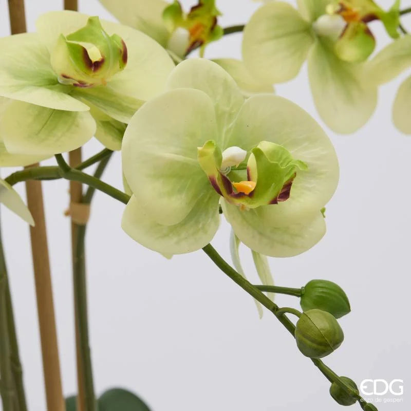 Orchidea Phalaenopsis Real Touch EDG x8 con vaso H 90 cm