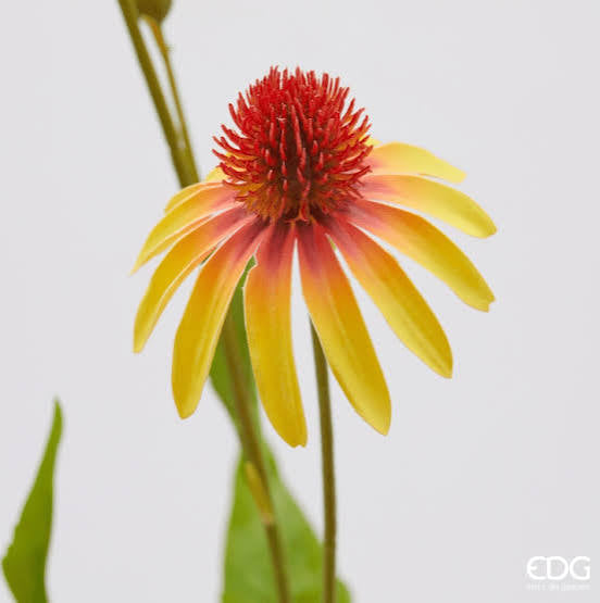 Rudbeckia artificiale EDG