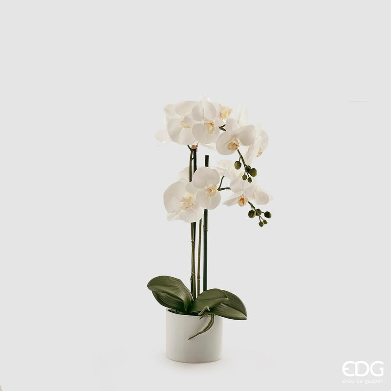 Orchidea Phalaenopsis EDG con vaso