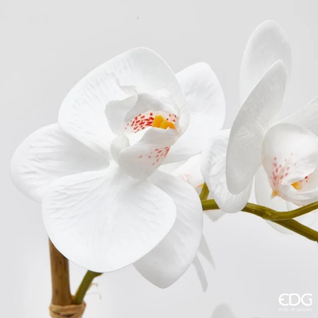 Orchidea Phalaenopsis EDG con vaso