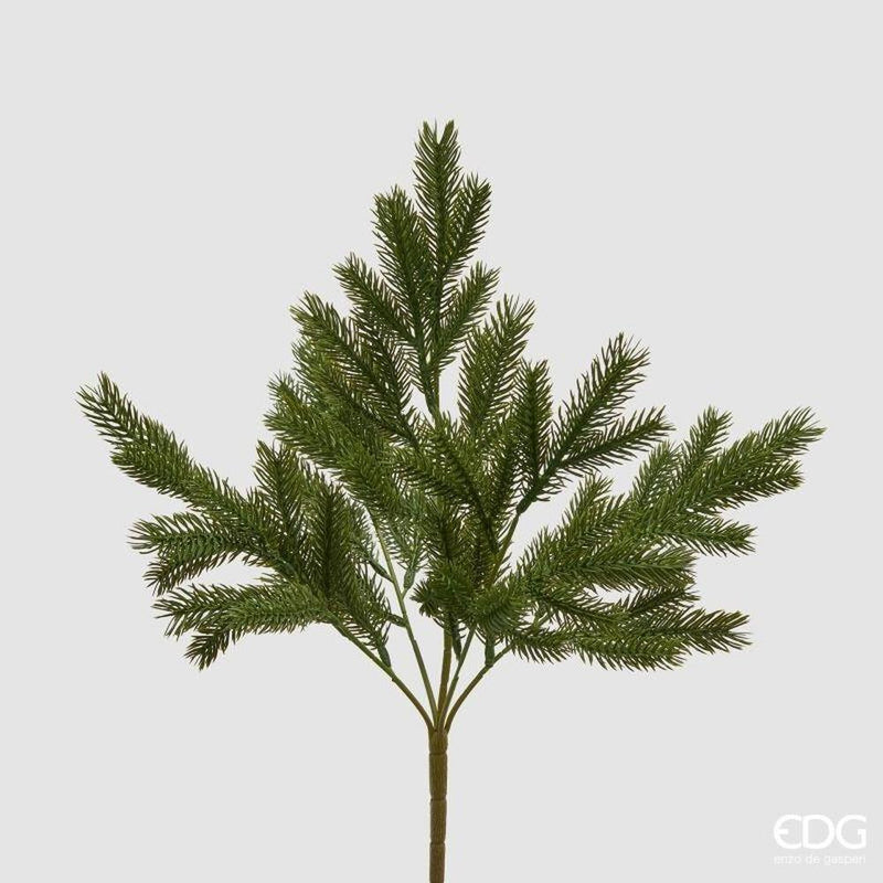 Pino ramo Licopodium EDG