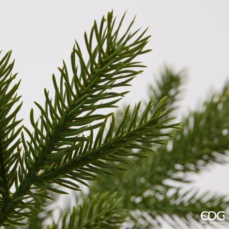 Pino ramo Licopodium EDG