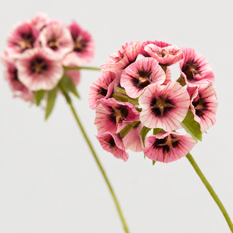 Scabiosa artificiale  EDG H 72 cm