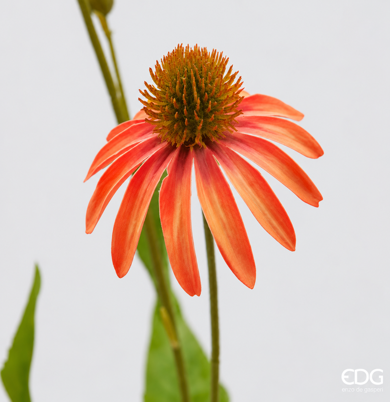 Rudbeckia artificiale EDG