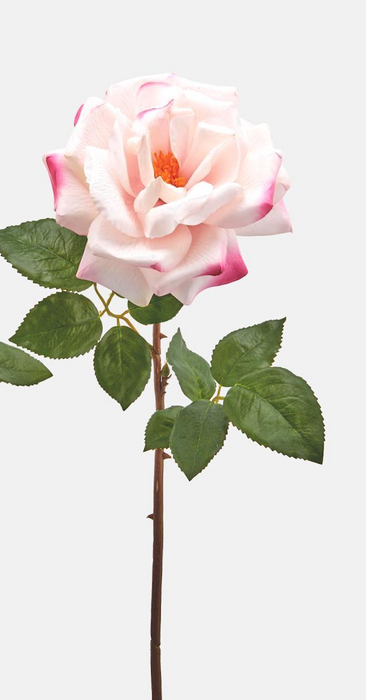 ROSA ROYAL APERTA H56