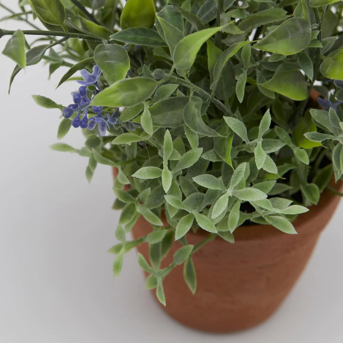 LAVANDA WEST C/VASO COTTO (2ASS)